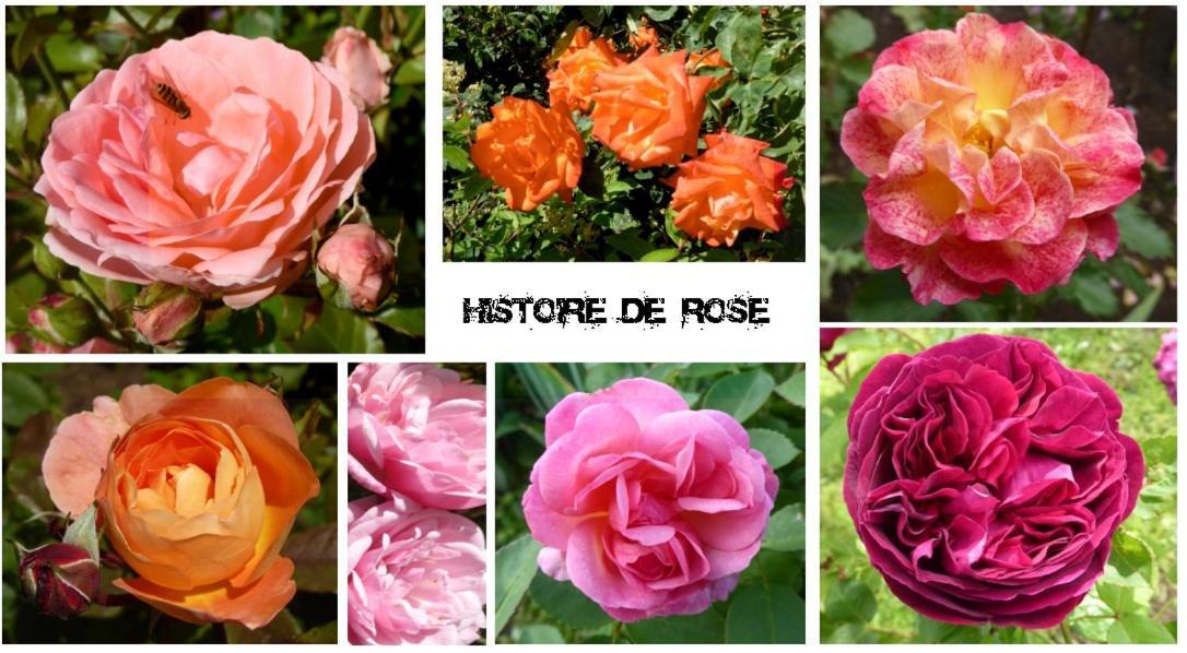 Au Rendez Vous De L'Auxois B&B Essey Exterior foto